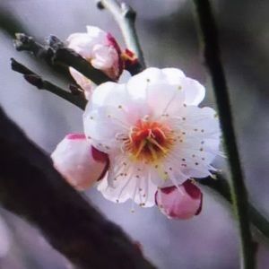 Meet your Posher, Marilyn